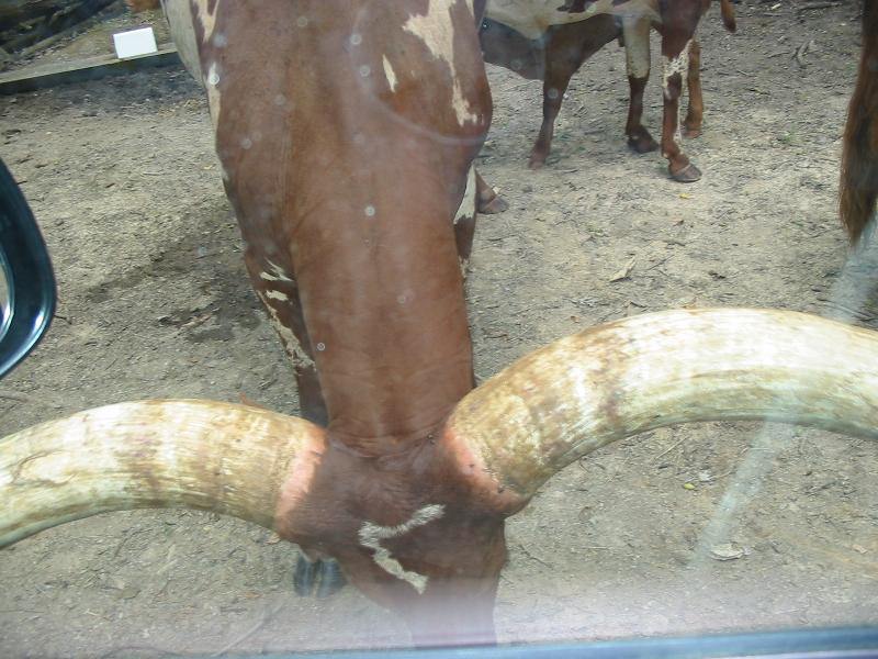 yogianim6.jpg